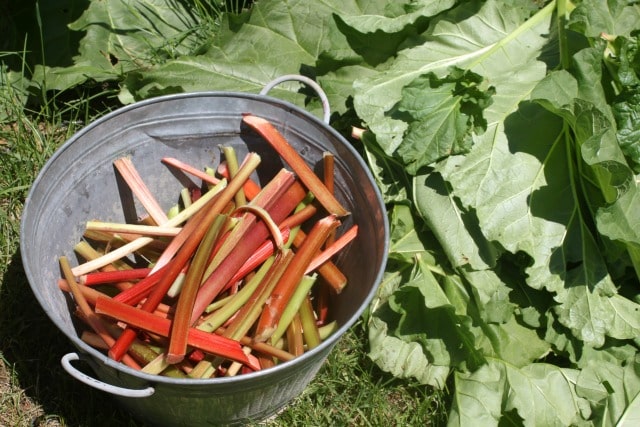 Rhubarb stalks in a metal bucket sitting on the ground, surrounded by fresh rhubarb leaves.