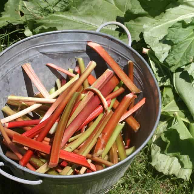 Early homegrown produce can be tough to find in the northern climates which means we need to be growing & using rhubarb for perennial harvests.