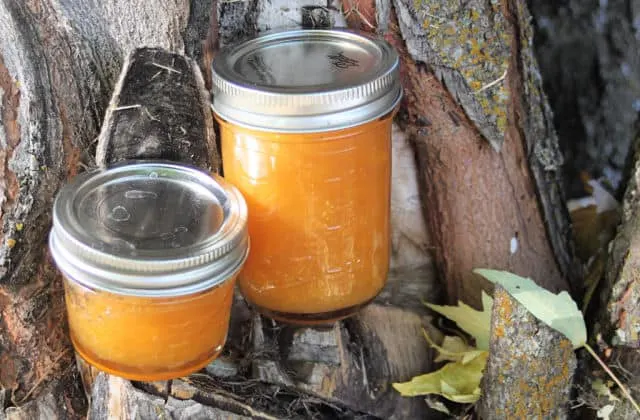 Two jars of dried apricot jam on a tree branch.