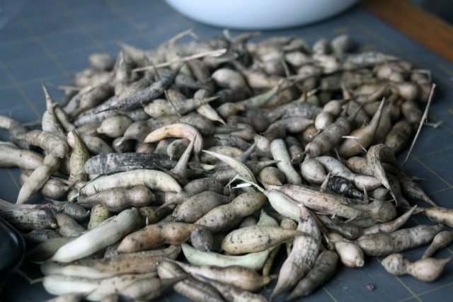 Gardeners and cooks alike can find an easy and tasty win by growing and using radishes. Make the most of this early & easy to crop for gardens of all sizes.