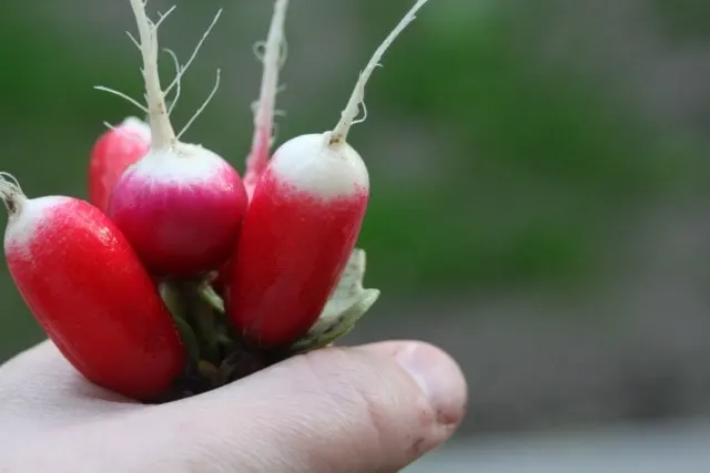 Gardeners and cooks alike can find an easy and tasty win by growing and using radishes. Make the most of this early & easy to crop for gardens of all sizes.