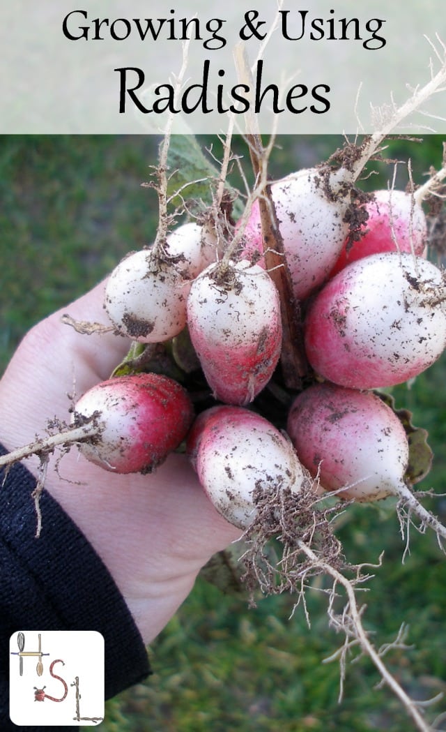 Gardeners and cooks alike can find an easy and tasty win by growing and using radishes. Make the most of this early & easy to crop for gardens of all sizes.
