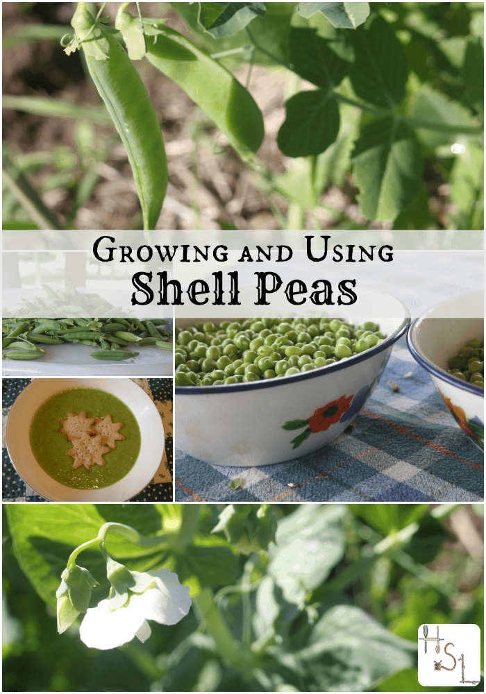 Growing and using shell peas is an easy and tasty crop for the home garden.