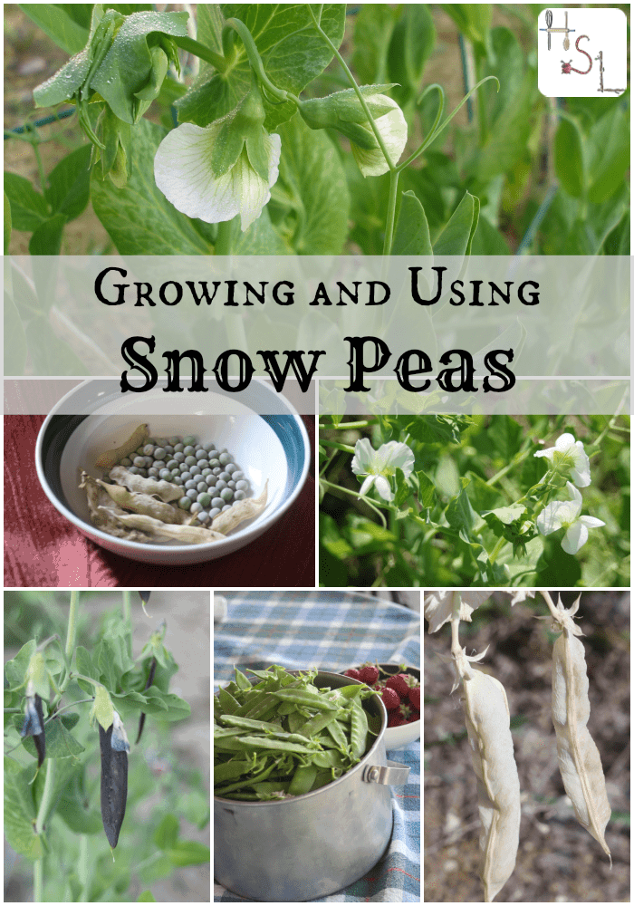 Make the most of easy to grow and tasty spring vegetable with this guide to growing and using snow peas.