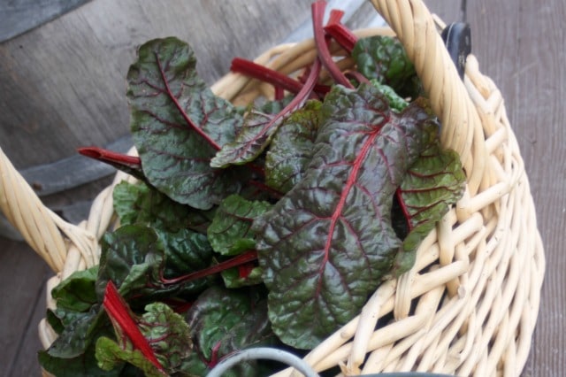 Learn how to preserve leafy greens to eat later when they're not as abundant and productive with these easy and delicious methods.