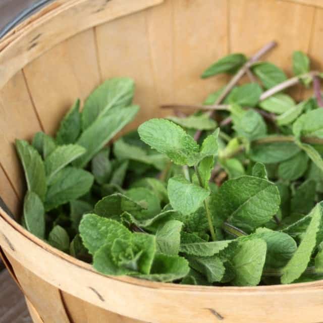 Tasty and healing make the most of prolific garden herbs by preserving mint for food and medicine to use throughout the year.