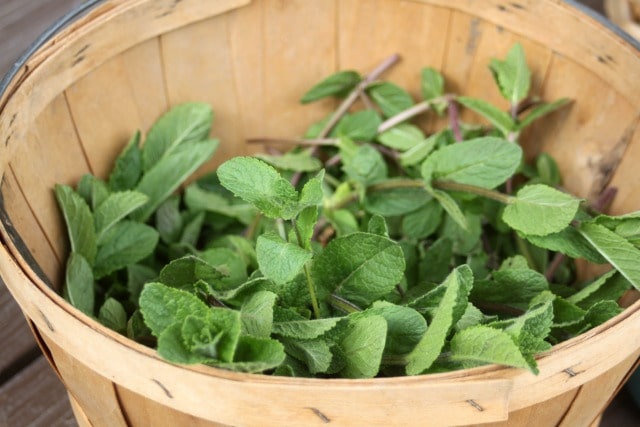 Tasty and healing make the most of prolific garden herbs by preserving mint for food and medicine to use throughout the year.