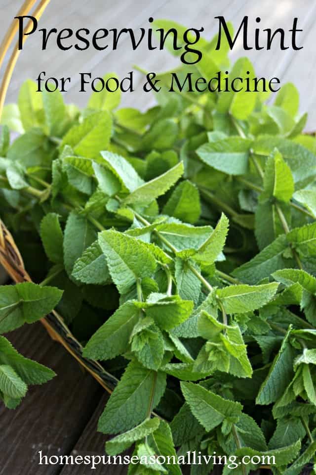 How to Store Mint: Storing, Drying, and Freezing