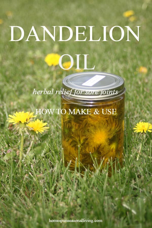 Making And Using Dandelion Oil Homespun Seasonal Living