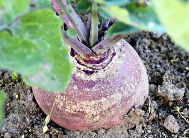 Make the most of easy to grow, versatile, and delicious root vegetables with this guide to growing and using rutabagas in the garden and kitchen.