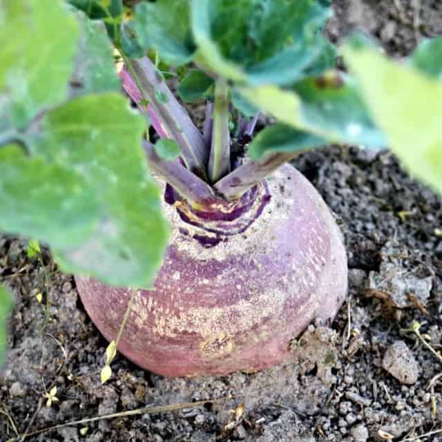 Make the most of easy to grow, versatile, and delicious root vegetables with this guide to growing and using rutabagas in the garden and kitchen.