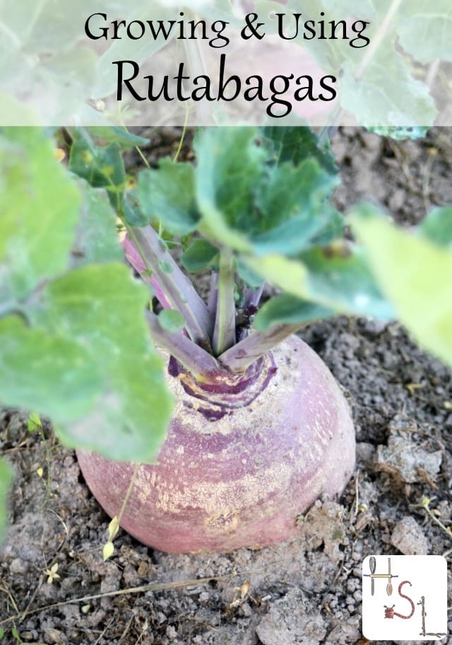 Make the most of easy to grow, versatile, and delicious root vegetables with this guide to growing and using rutabagas in the garden and kitchen.