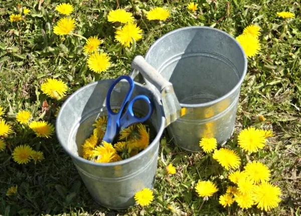 Infuse dandelion flowers in oil to help sore muscles and more.