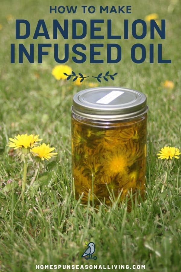 A jar of full of dandelion flowers submerged in olive oil sitting in the grass surrounded by blooming dandelions with text overlay stating: how to make dandelion infused oil.