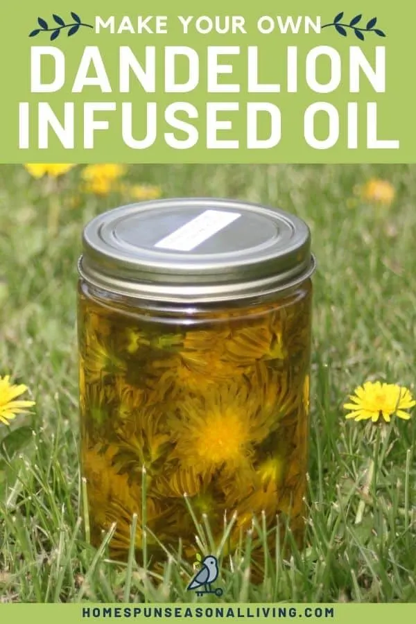 A jar of full of dandelion flowers submerged in olive oil sitting in the grass surrounded by blooming dandelions with text overlay stating: how to make dandelion infused oil.