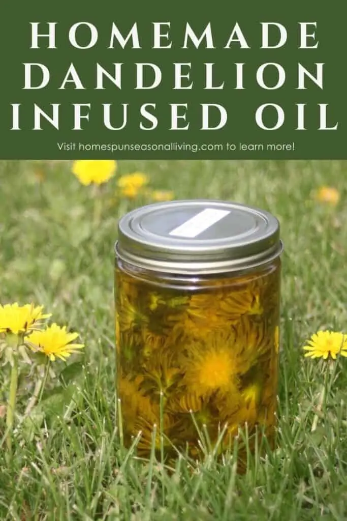 A jar of full of dandelion flowers submerged in olive oil sitting in the grass surrounded by blooming dandelions with text overlay stating: homemade dandelion infused oil.