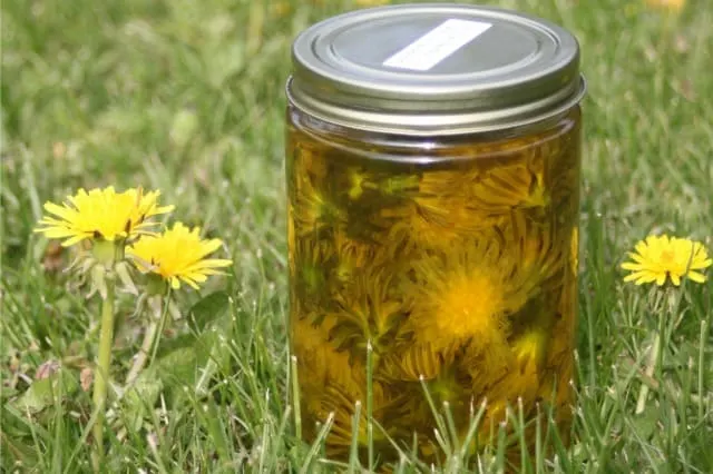 dandelion blossoms in a jar of olive oil.