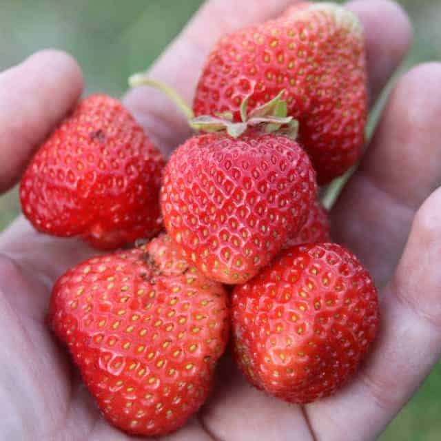 Handful of fresh strawberries