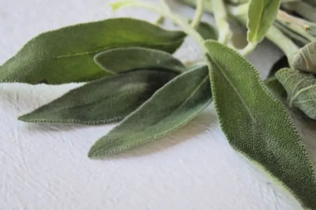 Sage leaves sitting on a white table.