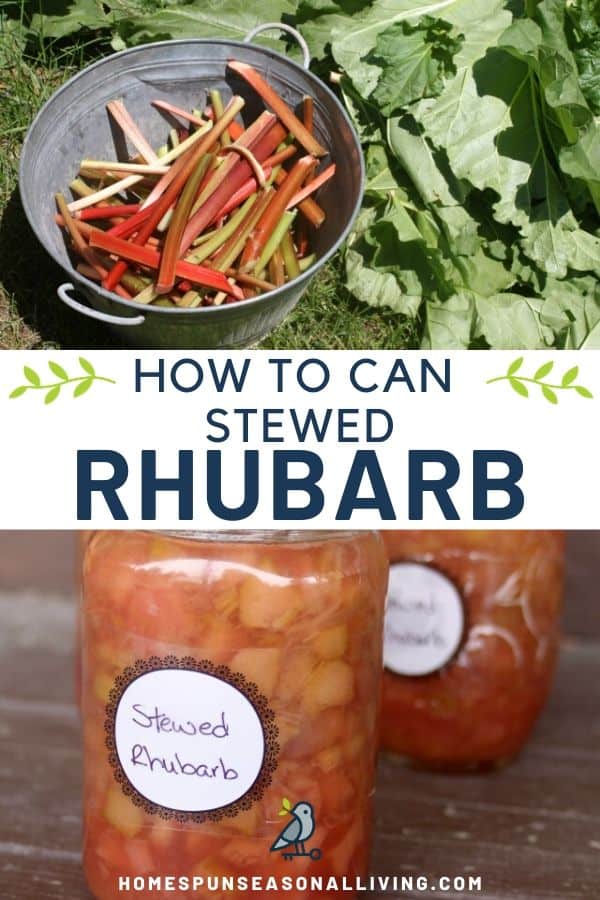 An image of rhubarb stalks in a metal bucket stacked on top of a text overlay box reading how to can stewed rhubarb stacked on top of an image of jars of stewed rhubarb lined up on a table.