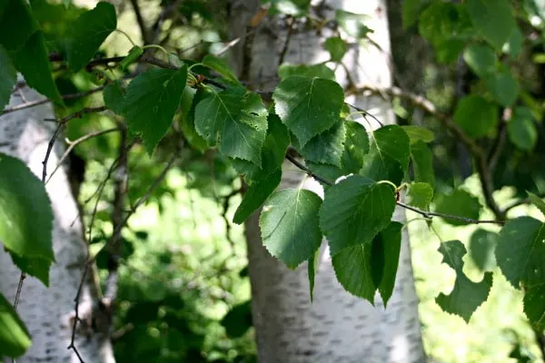 Making birch leaf oil for sore muscle relief is a quick and easy process that provides great results.