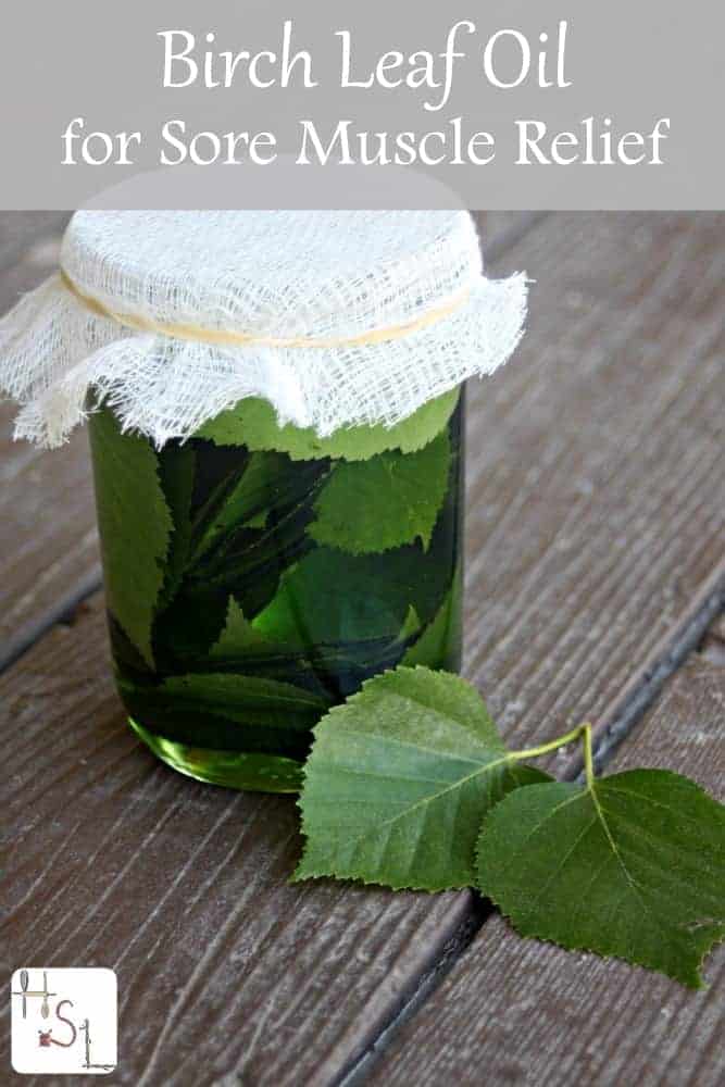 Making birch leaf oil for sore muscle relief is a quick and easy process that provides great results.