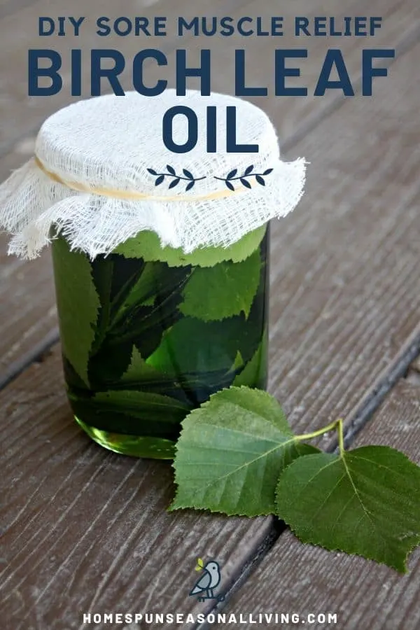 A glass canning jar full of oil and birch leaves topped with cheesecloth secured with a rubberband sitting next to fresh birch leaves on a table with text overlay reading diy sore muscle relief birch leaf oil.