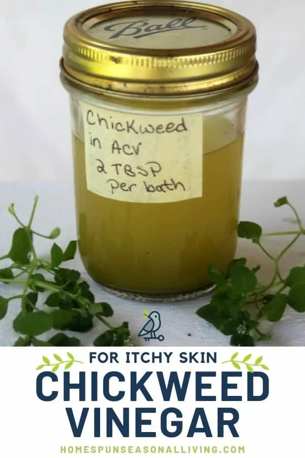 A labeled jar of chickweed bath vinegar on a white table surrounded by stems of fresh chickweed and a text overlay.