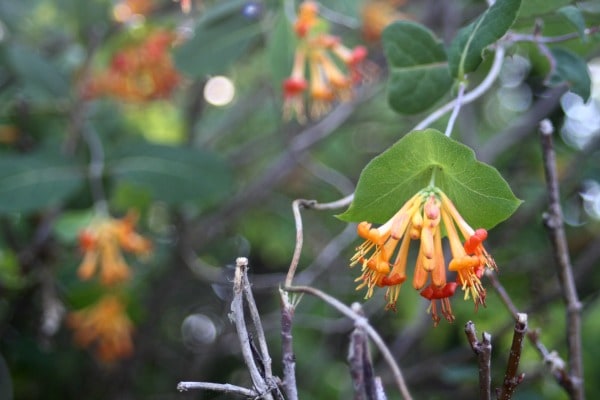 Make a honeysuckle glycerite to treat sore throats, hot flashes and more.