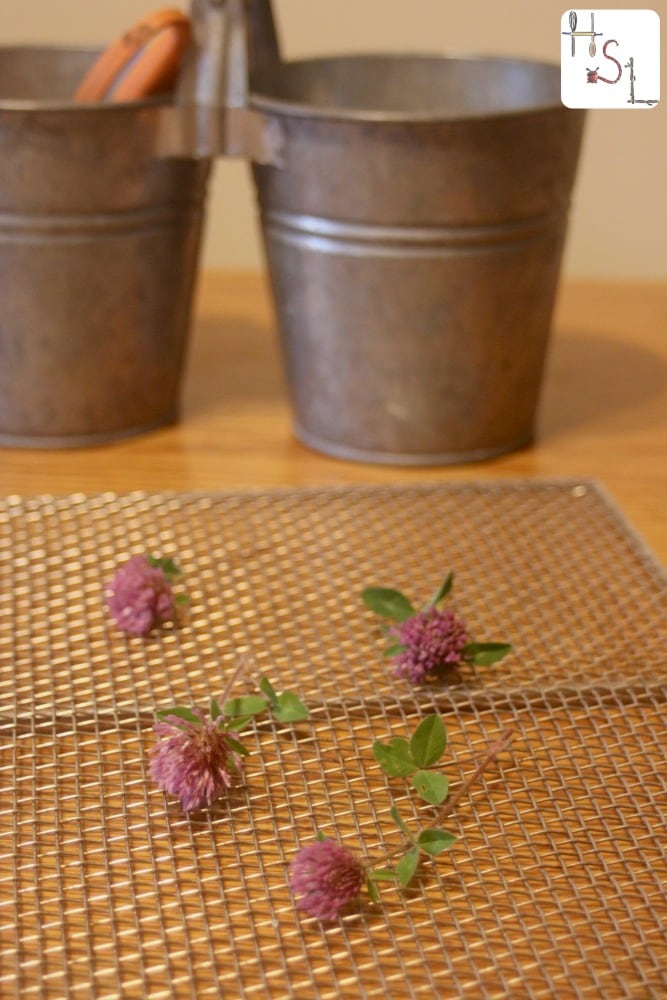 Red Clover blossoms are spread out on metal rack to dry. 