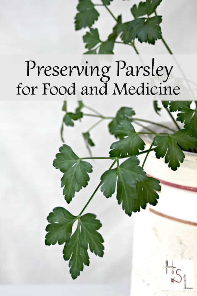 Parsley is full of nutritional and medicinal value, make the most of it by preserving parsley for food and medicine with these tips.