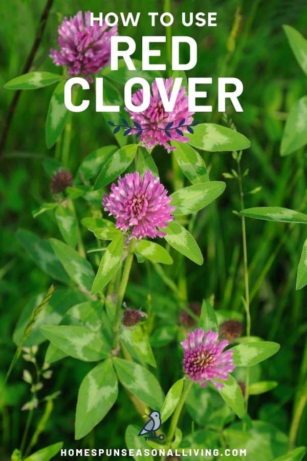 Red Clover blossoms in a field with text overlay stating how to use red clover.