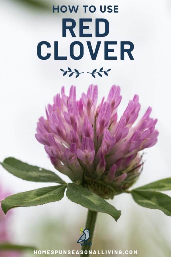 Close up of a red clover blossom and leaves with text overlay stating: how to use red clover.