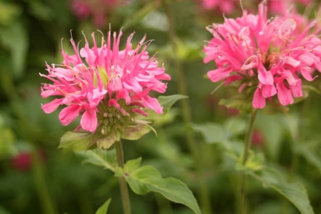 Bee balm flowers in the garden.