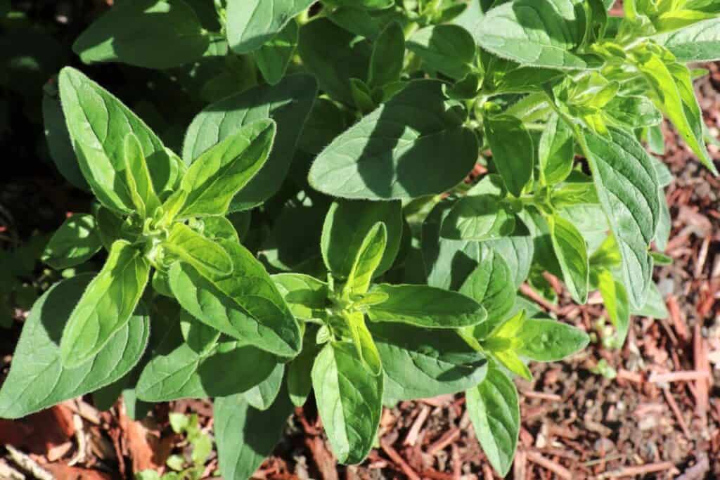 Fresh oregano plant growing in a garden.