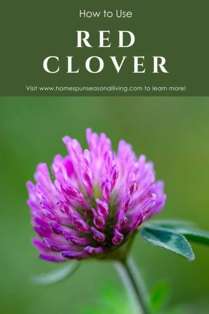 Close up of a red clover blossom with text overlay reading how to use red clover.