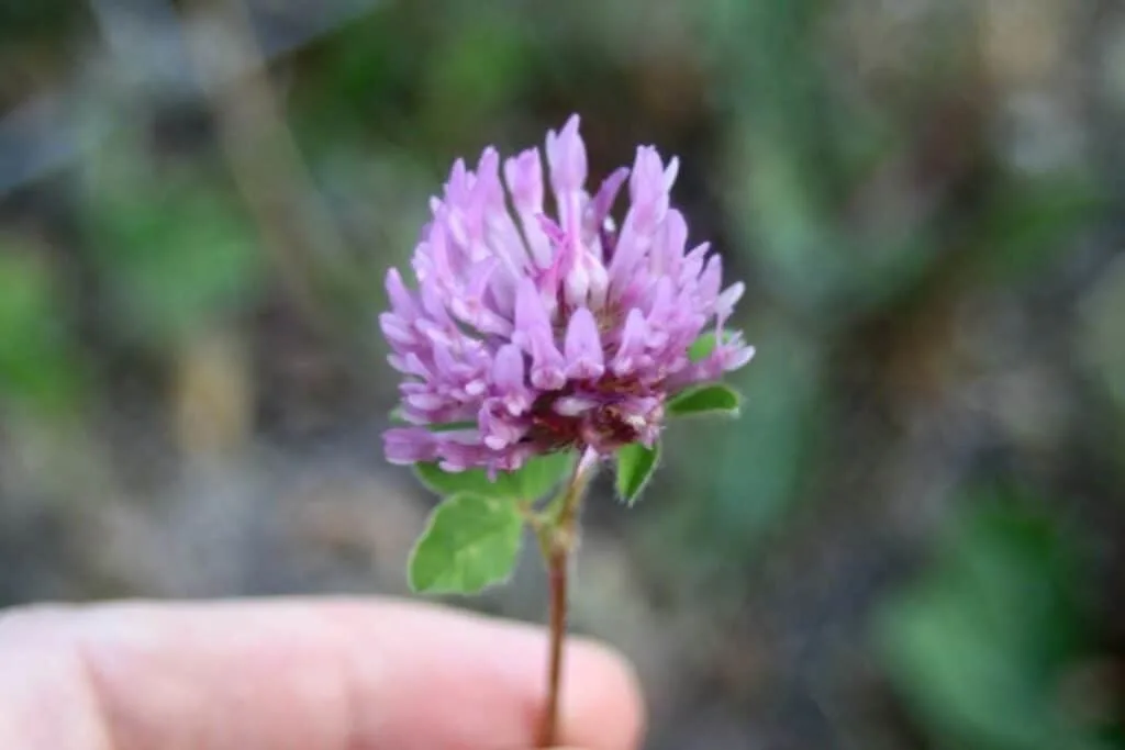 A hand holding a single red clover blossom.