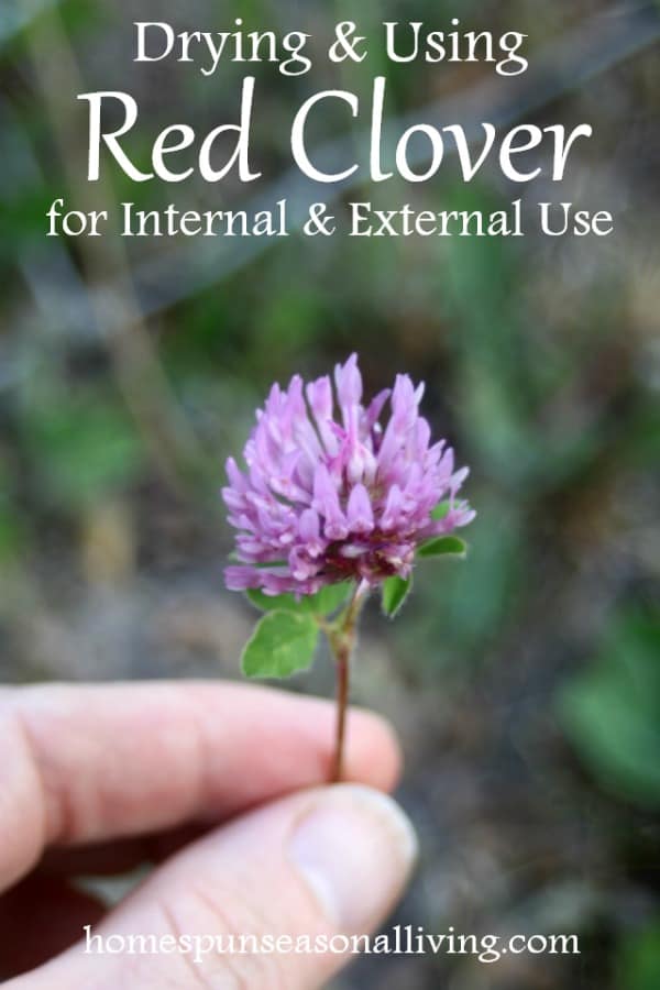 Drying and Using Red Clover Homespun Seasonal Living