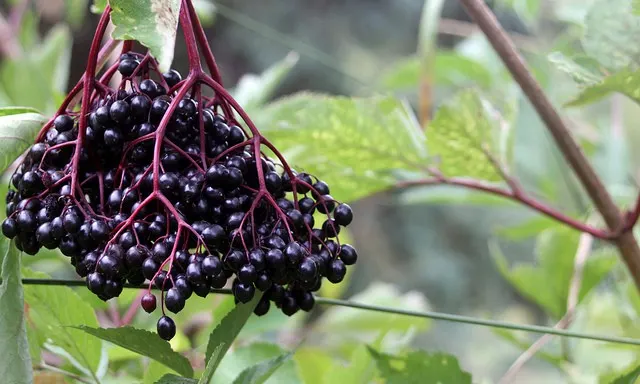 Ripe elderberries hanging from the bush.
