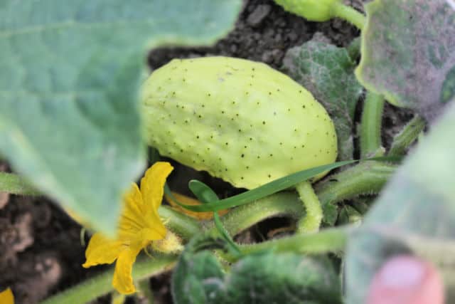 A cucumber on the vine in the garden