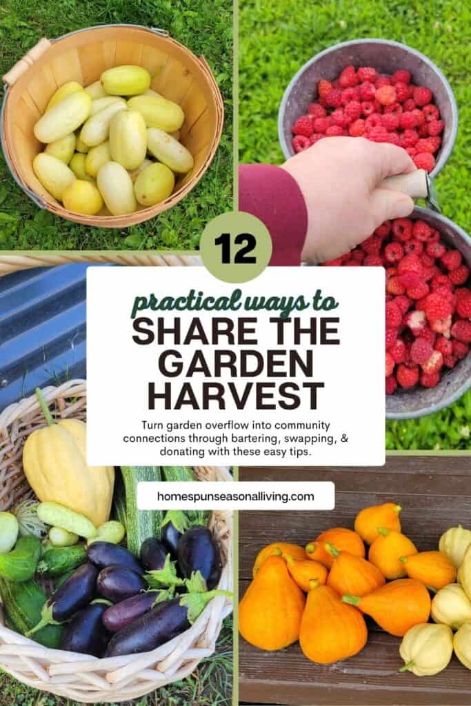 A collection of 4 images: a basket of yellow cucumbers - metal buckets full of red raspberiess - a variety of winter squashes sitting on a porch - a basket full of cucumbers, zucchini, and eggplant sits in the garden. On top of the images is a text overlay box that reads: 12 practical ways to share the garden harvest. Turn garden overflow into community connections through bartering, swapping, and donating with these easy tips. 