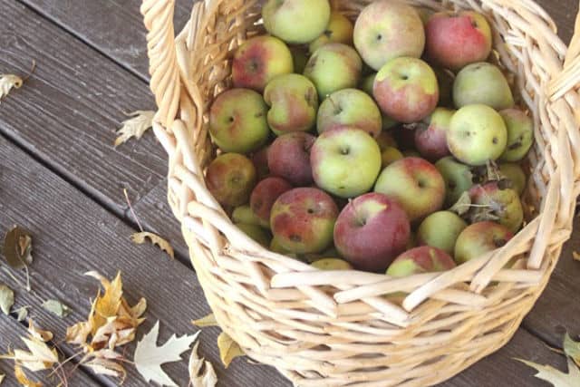 Apples in a basket surrounded by fall leaves.