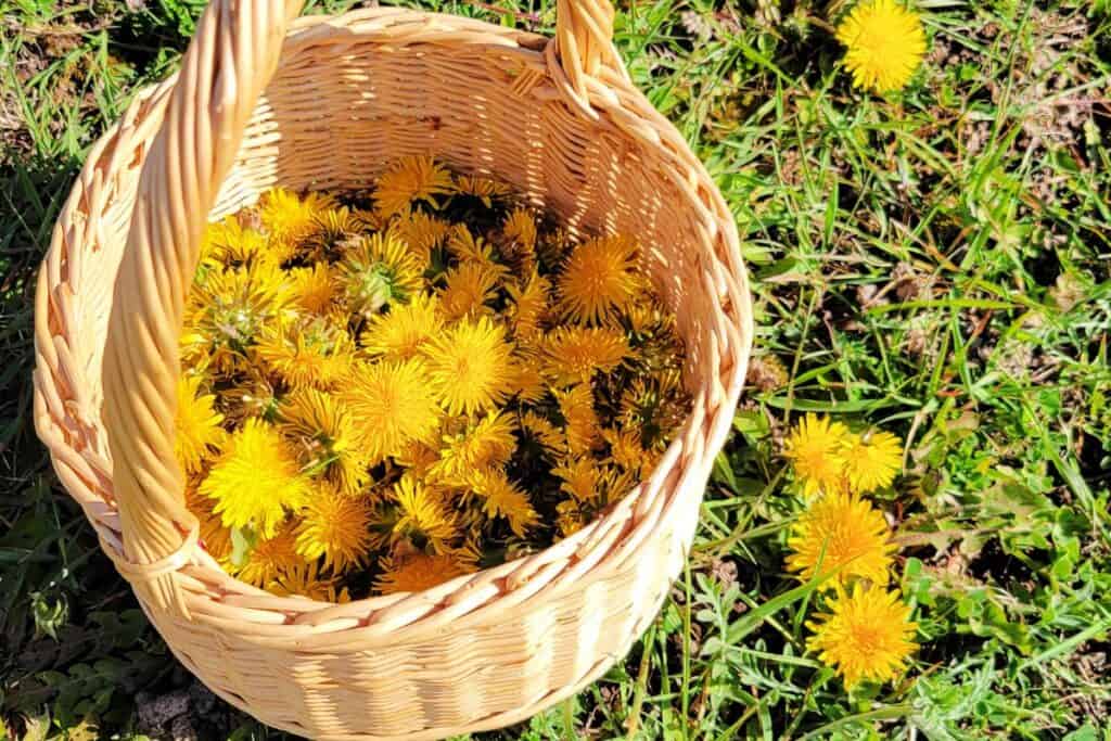 A basket of dandelion flowers sits in the grass where more dandelions are growing.