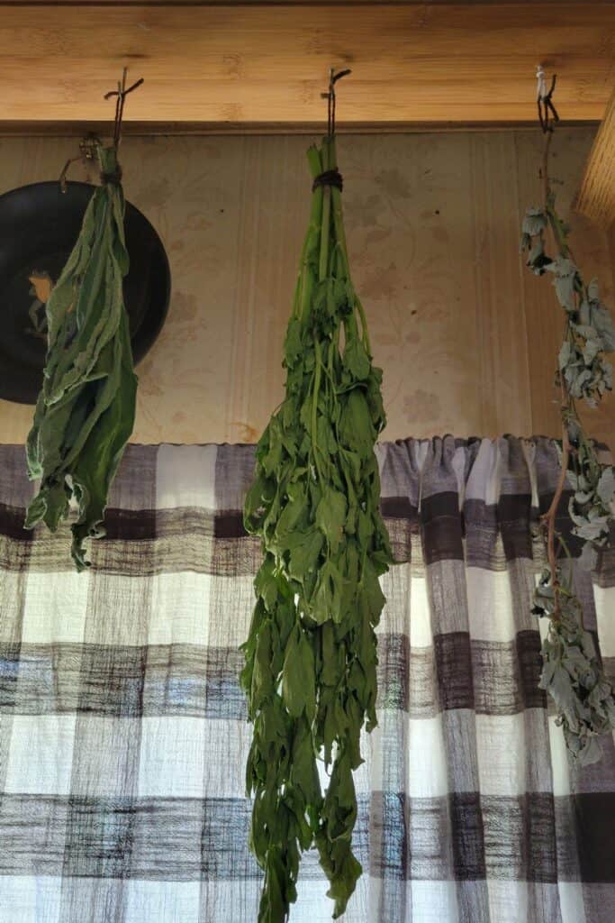 Bunches of herbs hang from hooks in the ceiling in front of wall and curtained window.