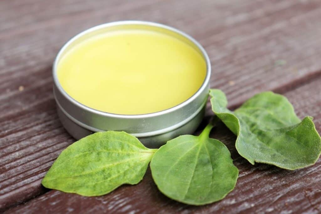 An open metal tin exposing a salve inside, surrounded by green leaves.