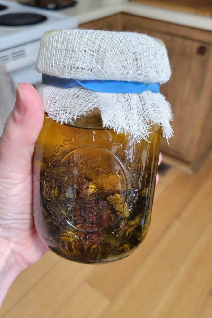 A canning jar held by a woman's hand contains herbs soaking in oil. The top of the jar is covered with cheesecloth secured with a blue rubberband. 