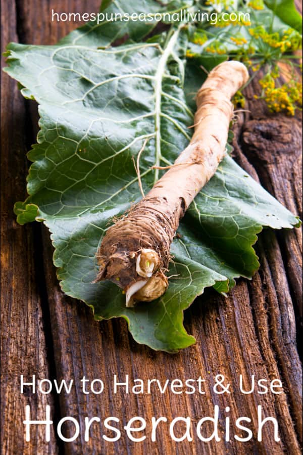 Harvesting and Using Horseradish