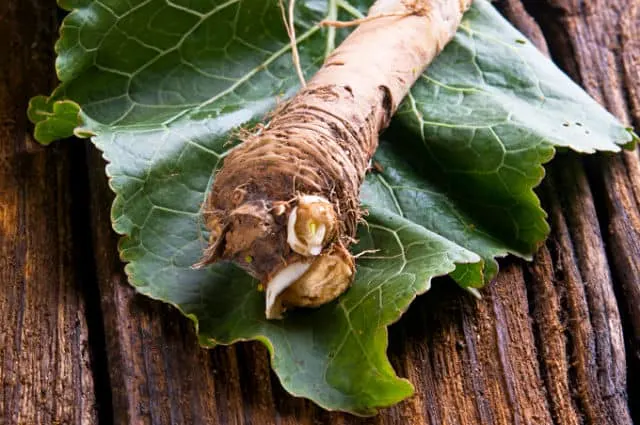 Horseradish root sitting on a horseradish leaf.