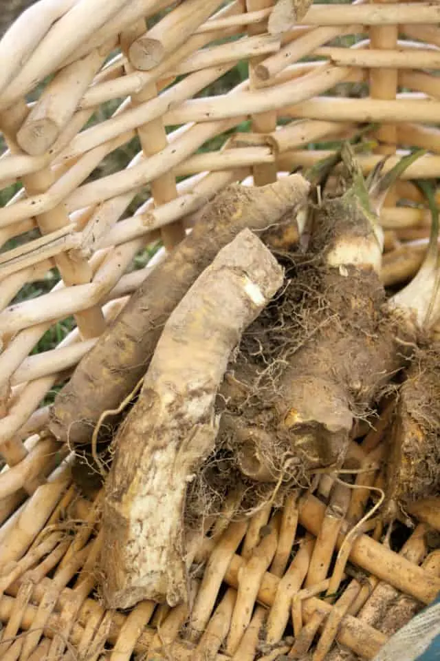 Freshly harvested horseradish roots in a basket.