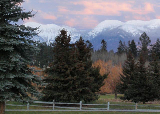 Snowy mountain peaks with pine trees.